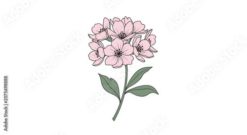 Cherry blossom flower branch with delicate pink petals and green leaves drawn in elegant hand-colored sketch style.