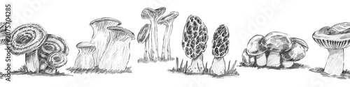 Bild auf Leinwand Seamless horizontal border featuring milk caps, oyster mushrooms, funnel chanterelles, morels, slippery jacks, and russula