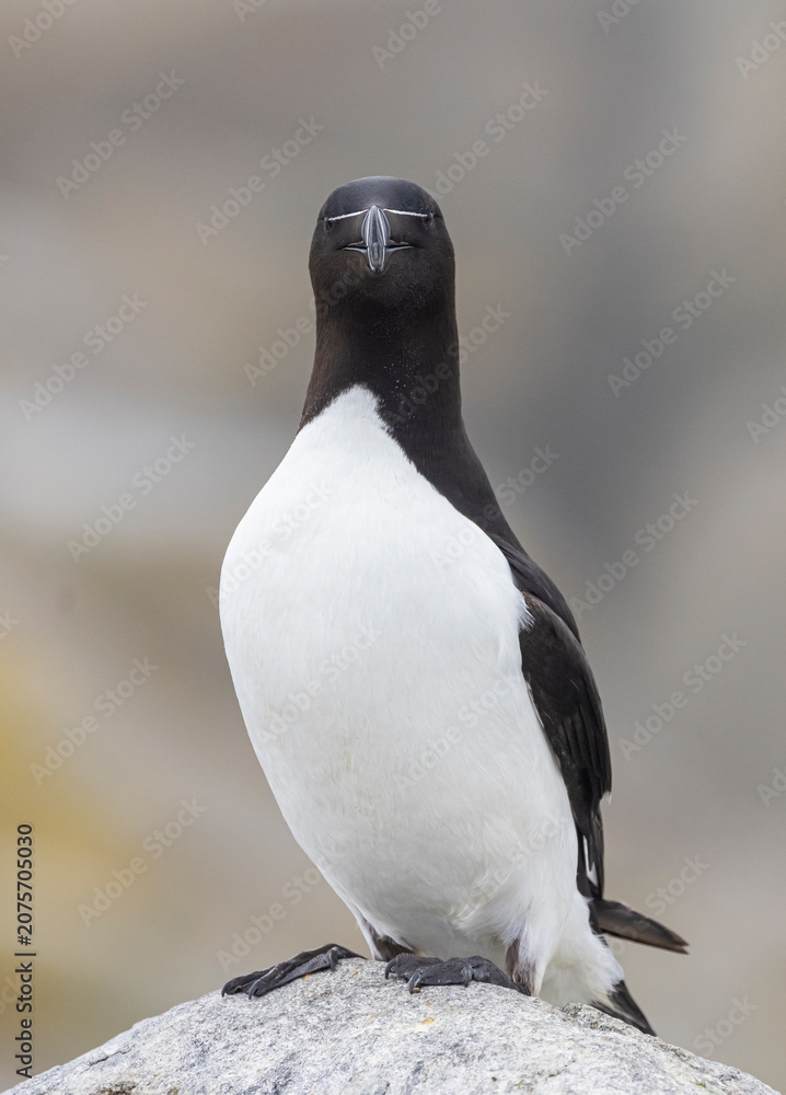 Fototapeta premium Razorbill on Machias Seal Island