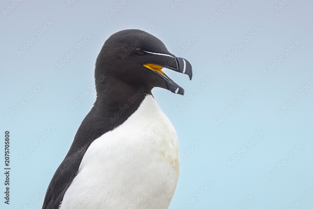 Fototapeta premium Razorbill on Machias Seal Island