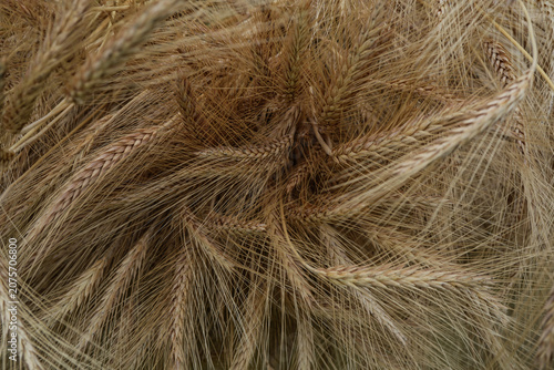 A bunch of wheat bunched togther. Nature background.