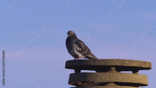 Pigeon perches calmly on weathered concrete structure. Blue sky background enhances serene mood. Bird looks alert, scanning surroundings. Great for urban wildlife or architectural footage