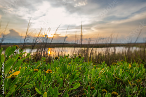 Sunset over water with grass and plants in foreground on a warm evening