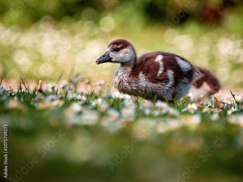 Картината върху платно cackling goose chick on a flower meadow