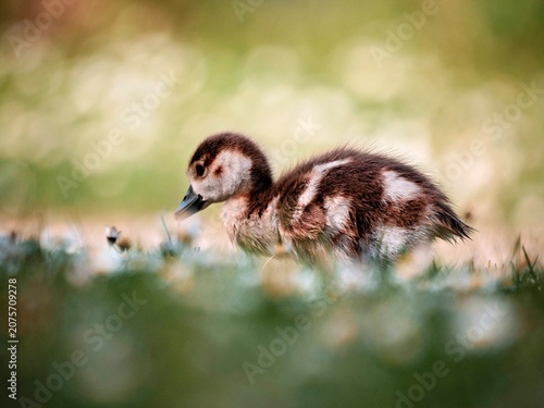 cackling goose chick on a flower meadow