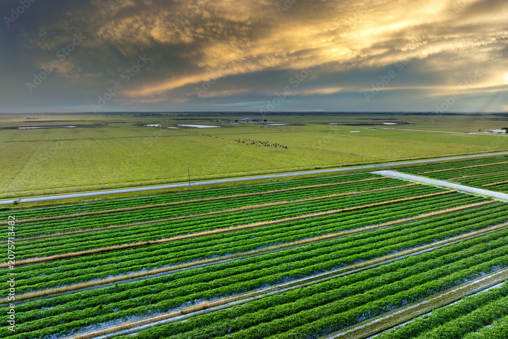 Fototapeta premium Farmland landscape in summer season with growing crops. Agricultural cultivated field. Farming and agriculture industry