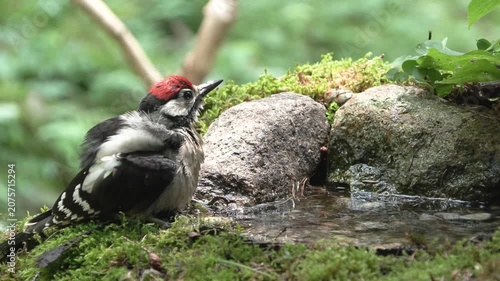 Juvenile Great Spotted Woodpecker Bathing and Drinking in a Forest Water Pool