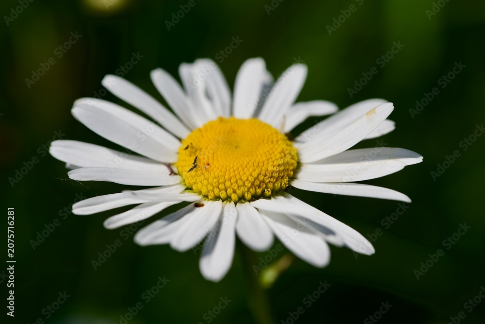 Fototapeta premium white daisy flower