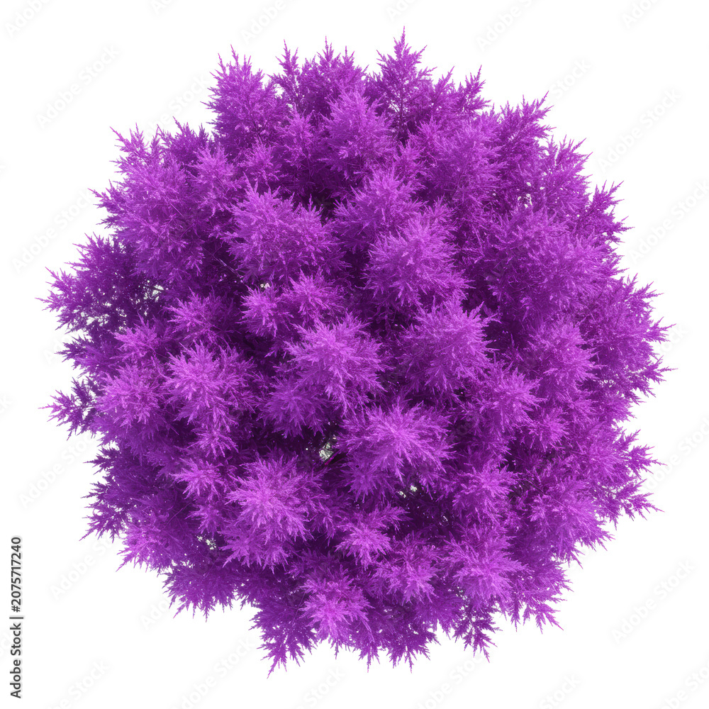 Fototapeta premium perfectly symmetrical, vibrant purple coniferous tree rendered as a stylized architectural plan element. orthographic top-down view on a transparent background. graphic design asset
