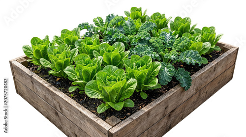 Gardening Bed Leafy Vegetables Set of home gardening of leafy vegetables and plants in raised garden bed