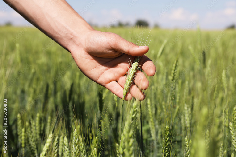 Fototapeta premium Man touching wheat spikes in field, closeup