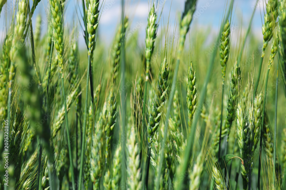 Fototapeta premium Wheat spikes growing in field outdoors, closeup