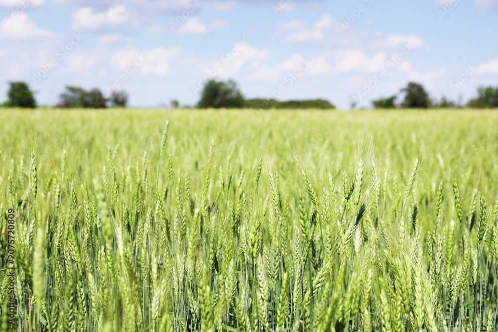 Fototapeta premium Wheat spikes growing in field outdoors, space for text