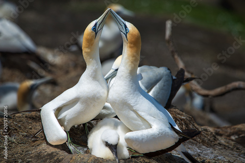 Fotografie A pair of gannets appear to carry out a mating ritual with beaks touching to d=c
