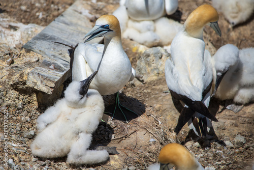 Fotografie An adult gannet in the colony at Muriwai Beach near Auckland, New Zealand, appea