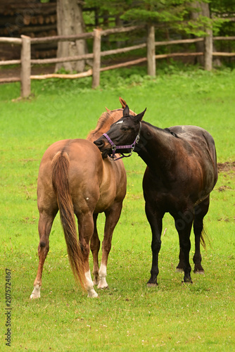 Two horses scratching each others back with their teeth