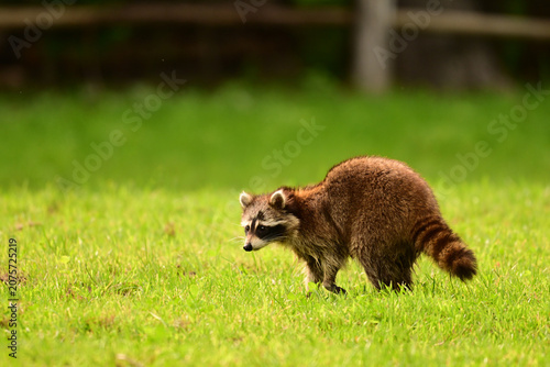 A Raccoon walks through a fenced green pasture 