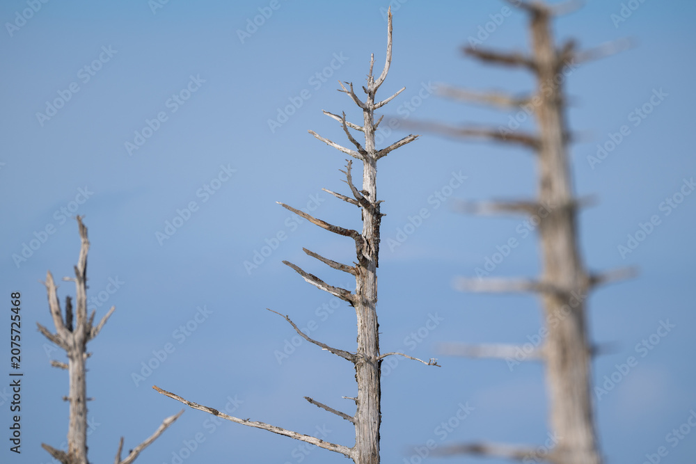 Obraz premium Dead tree in Todowara, Notsuke Peninsula, Hokkaido with shallow depth of field / 野付半島トドワラの立ち枯れの木とボケ表現