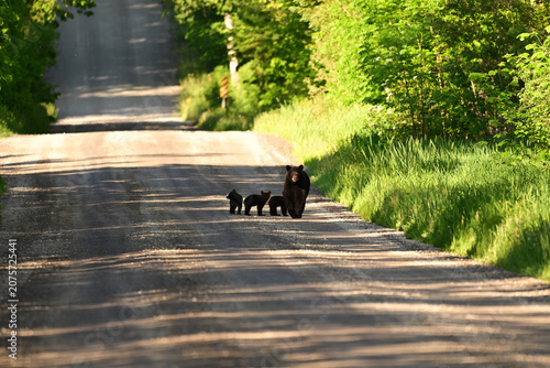 Mother Black bear with three cute baby bear cubs walking down a country road 