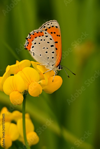 Bronze Copper Butterfly gathers nectar from butttercups flowers