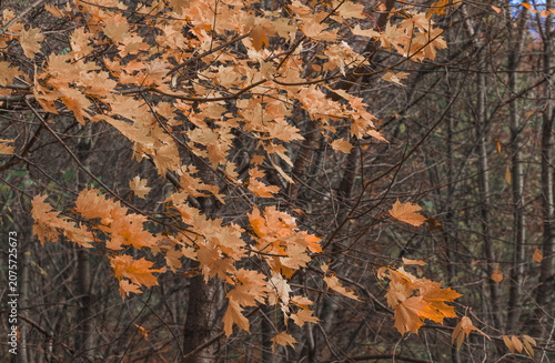 Slika na platnu Autumn forest canopy with bare branches and lingering orange foliage