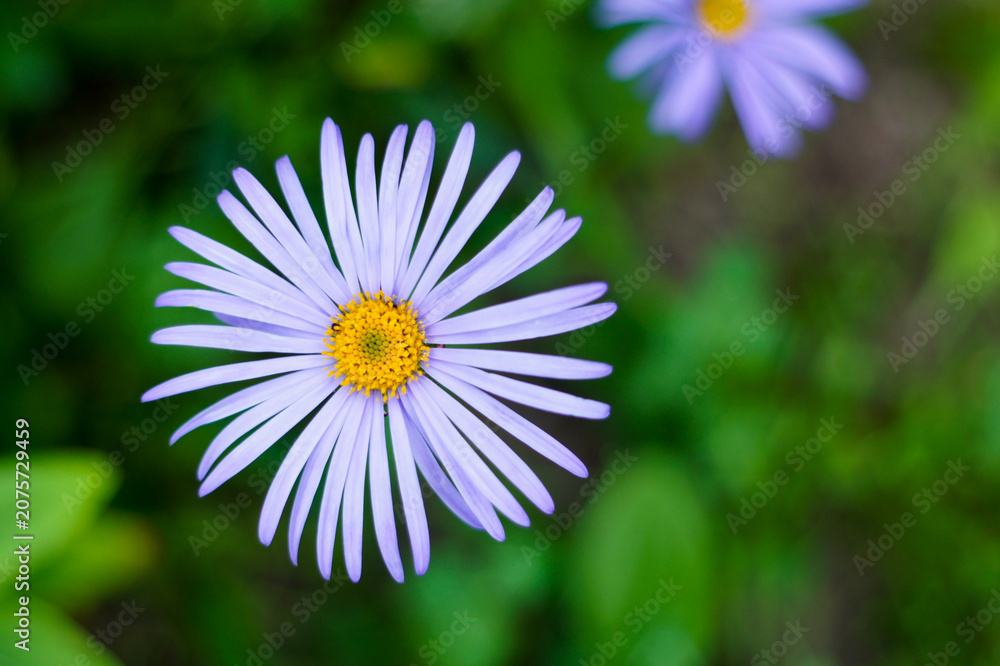 Fototapeta premium Lush green plants growing in a beautiful summer garden close up