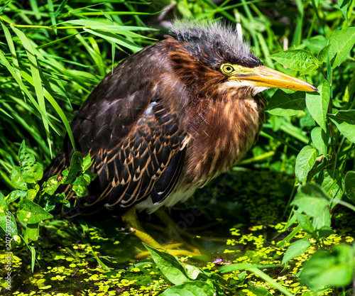 Not sure if this guy fell from the nest. But he's in the water feeding. Juvenile green heron with down feathers.