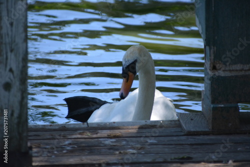 Foto Swan in Jungle Cat World Wildlife Park, On, Canada