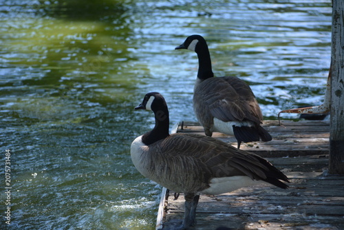 Foto Canadian goose in Jungle Cat World Wildlife Park, On, Canada