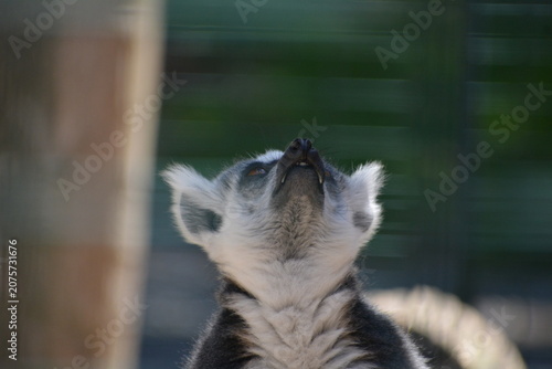 lemur in Jungle Cat World Wildlife Park, On, Canada