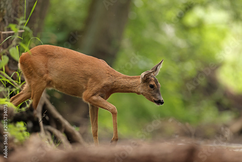 Fotografía Sarna europejska (Capreolus capreolus) roe deer