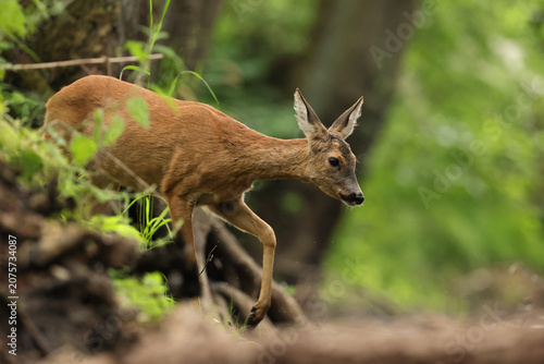 Foto Sarna europejska (Capreolus capreolus) roe deer