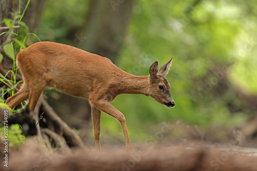 Bild auf Leinwand Sarna europejska (Capreolus capreolus) roe deer