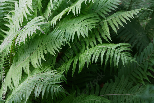 Bild auf Leinwand Lush and Intricate Green Fern Fronds Growing Thickly in a Shady Forest