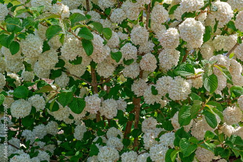 Japanese snowball viburnum bush