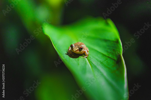 Puerto Rican Coquí Frog Resting on a Green Leaf in Tropical Forest from puerto rico
