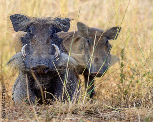 Canvas Print warthog in the savannah