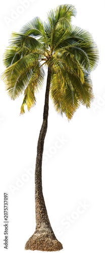 Tropical palm tree isolated on a solid transparent background