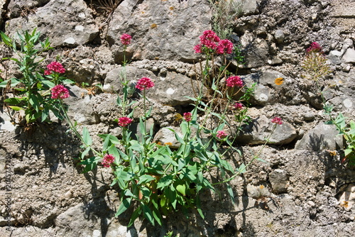 Red Valerian Flowers Growing from a Stone Wall