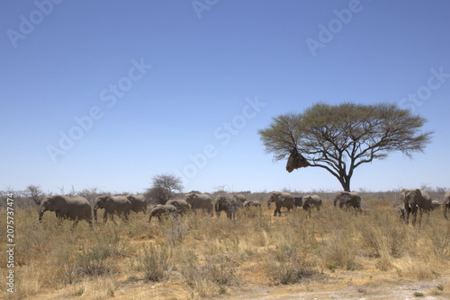 Canvas Print Large herd of African elephants roaming the dry savanna plains under clear blue