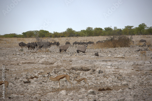 Mixed Wildlife Herd at Dry Waterhole in Etosha National Park, Namibia - Oryx, Wildebeest and Springbok on Arid African Savanna