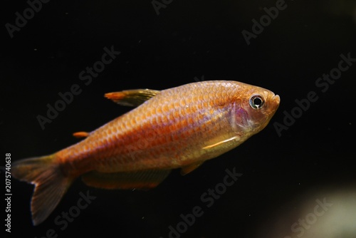 Foto Lateral view of a Purplestriped king tetra (Inpaichthys parauapiranga), a recent