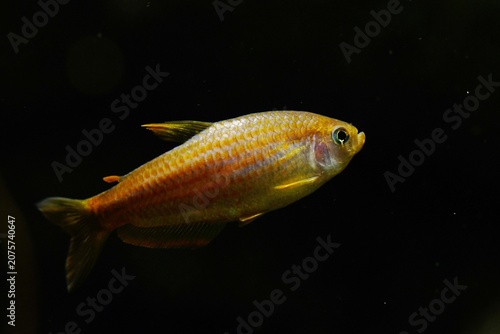 фотографія Lateral view of a Purplestriped king tetra (Inpaichthys parauapiranga), a recent