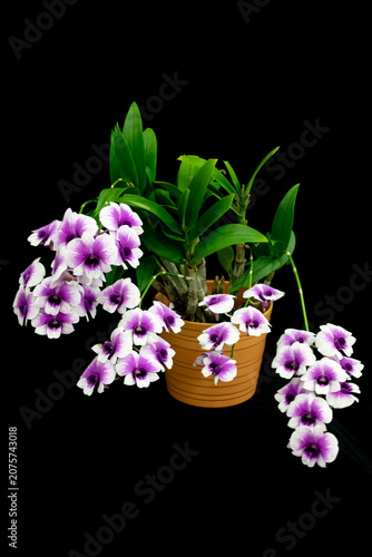 Fotografie Spectacular Dendrobium orchid displaying abundant white and violet blossoms on arching flower spikes
