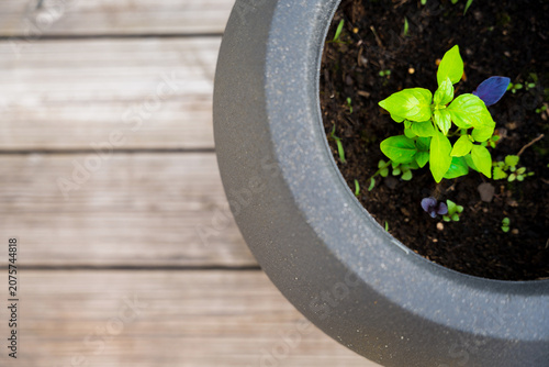 A plant circle pot with green and purple basil on a terrace, representing the concept of urban organic gardening. Perfect for illustrating sustainable living in the city.