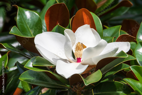 Southern Magnolia Bloom With Small Skipper Butterfly Feeding
