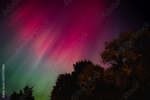 Green, pink, red Northern Lights Aurora Borealis exploding behind silhouette trees, abstract image