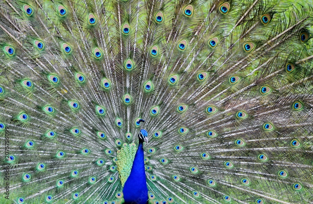 Fototapeta premium The tailfeather plumage of a male peacock