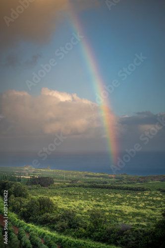 Panoramic view of a coffee plantation with the Pacific Ocean in the background. Located on the southwest shore in Kalaheo, this massive estate spans about 3,100 acres with over 4 million coffee trees.