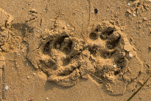 Photos Dog tracks in the sand, near the coastline in the morning.